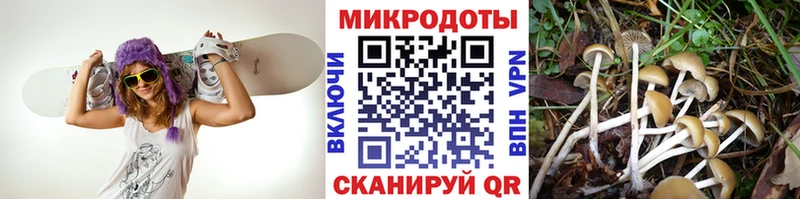 закладка Кандалакша Галлюциногенные грибы прущие грибы